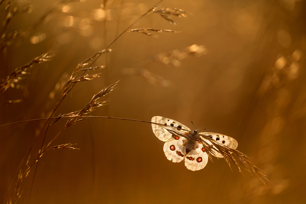 Ein goldener Apollomorgen