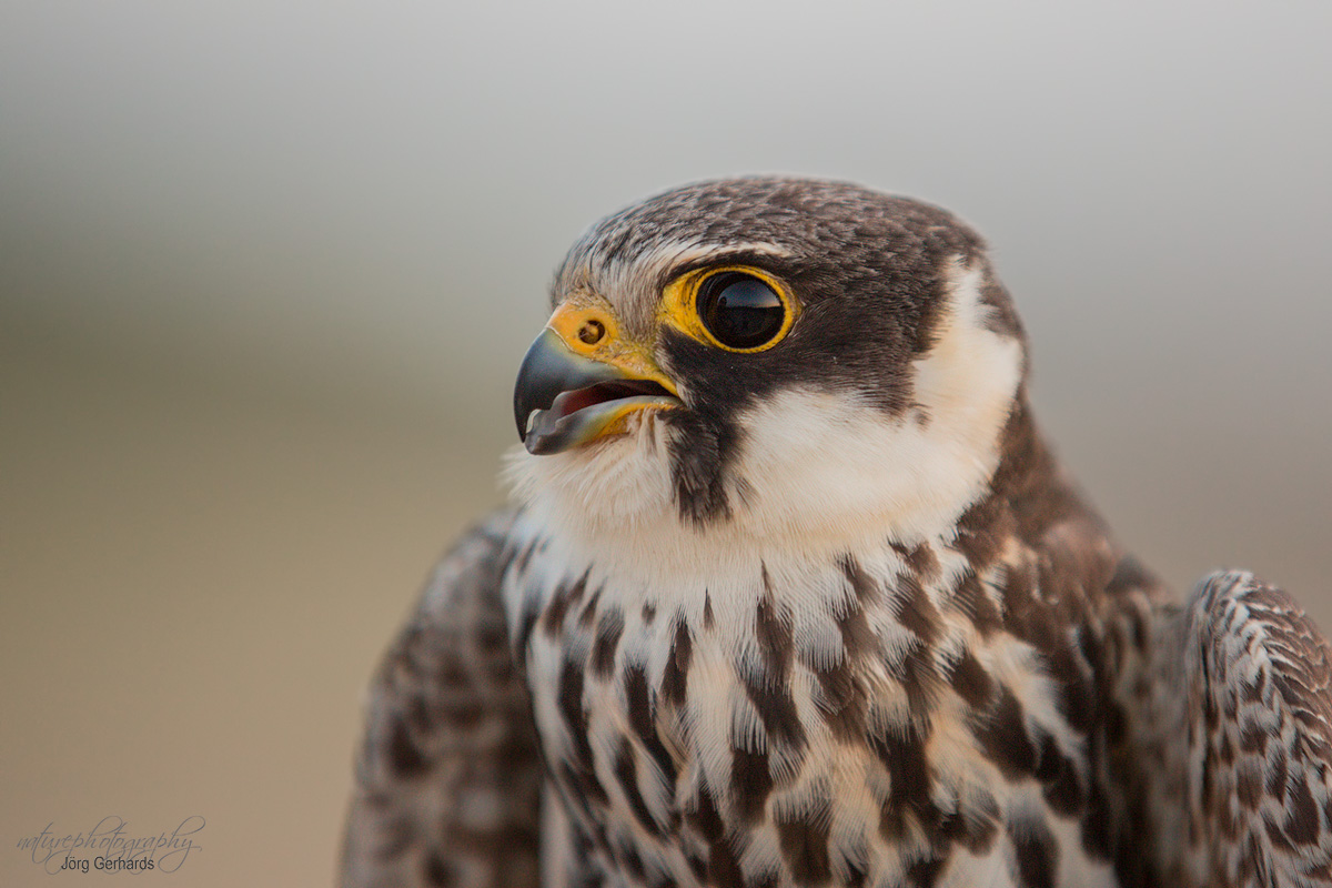 Baumfalke..... "ND"