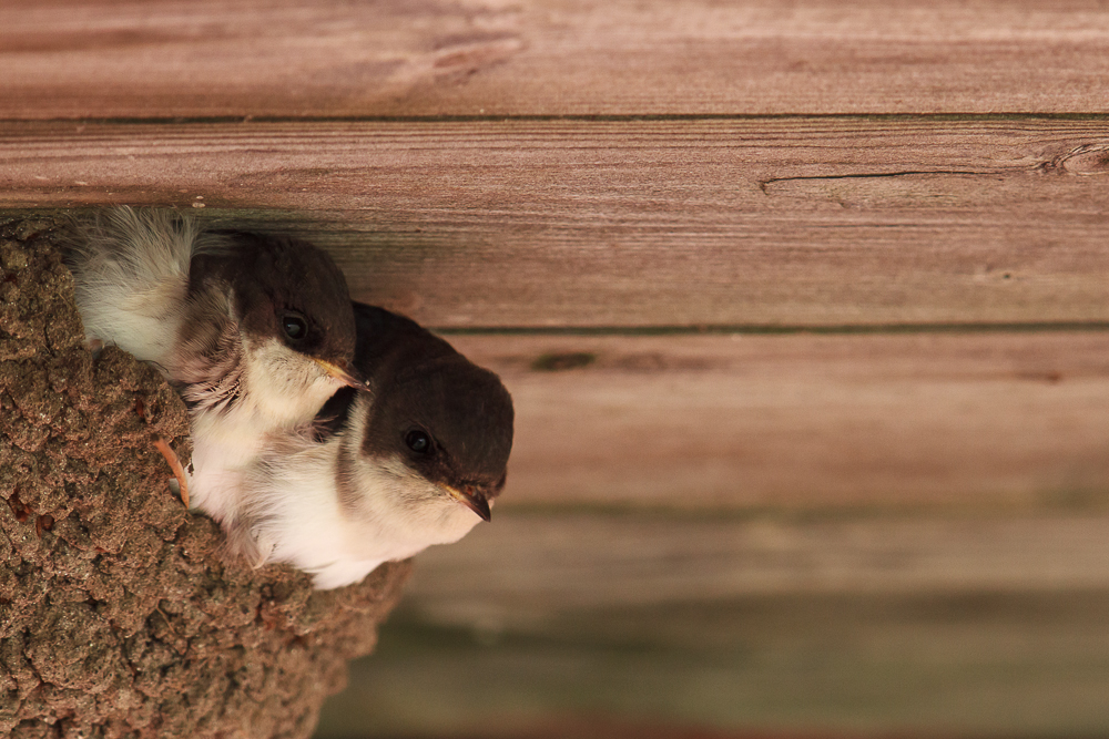 junge Mehlschwalben im Nest