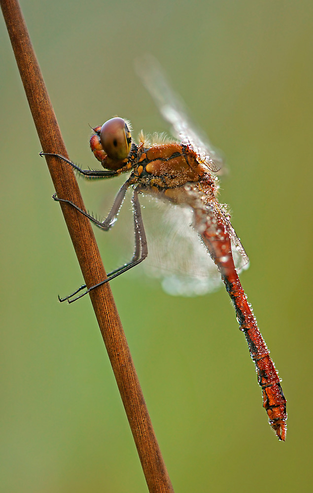 Blutrote Heidelibelle