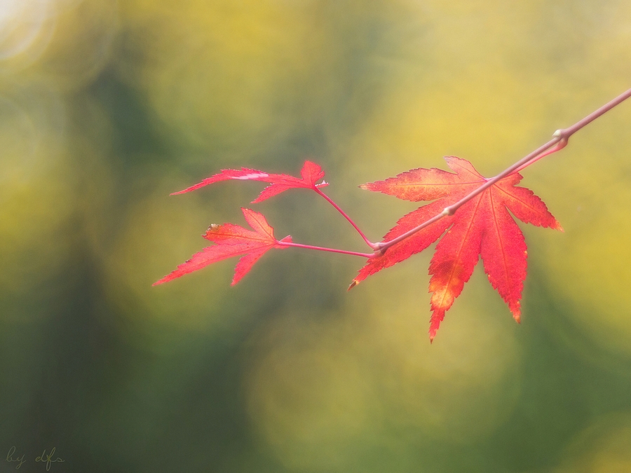 Nicht mehr lange und es wird wieder bunt