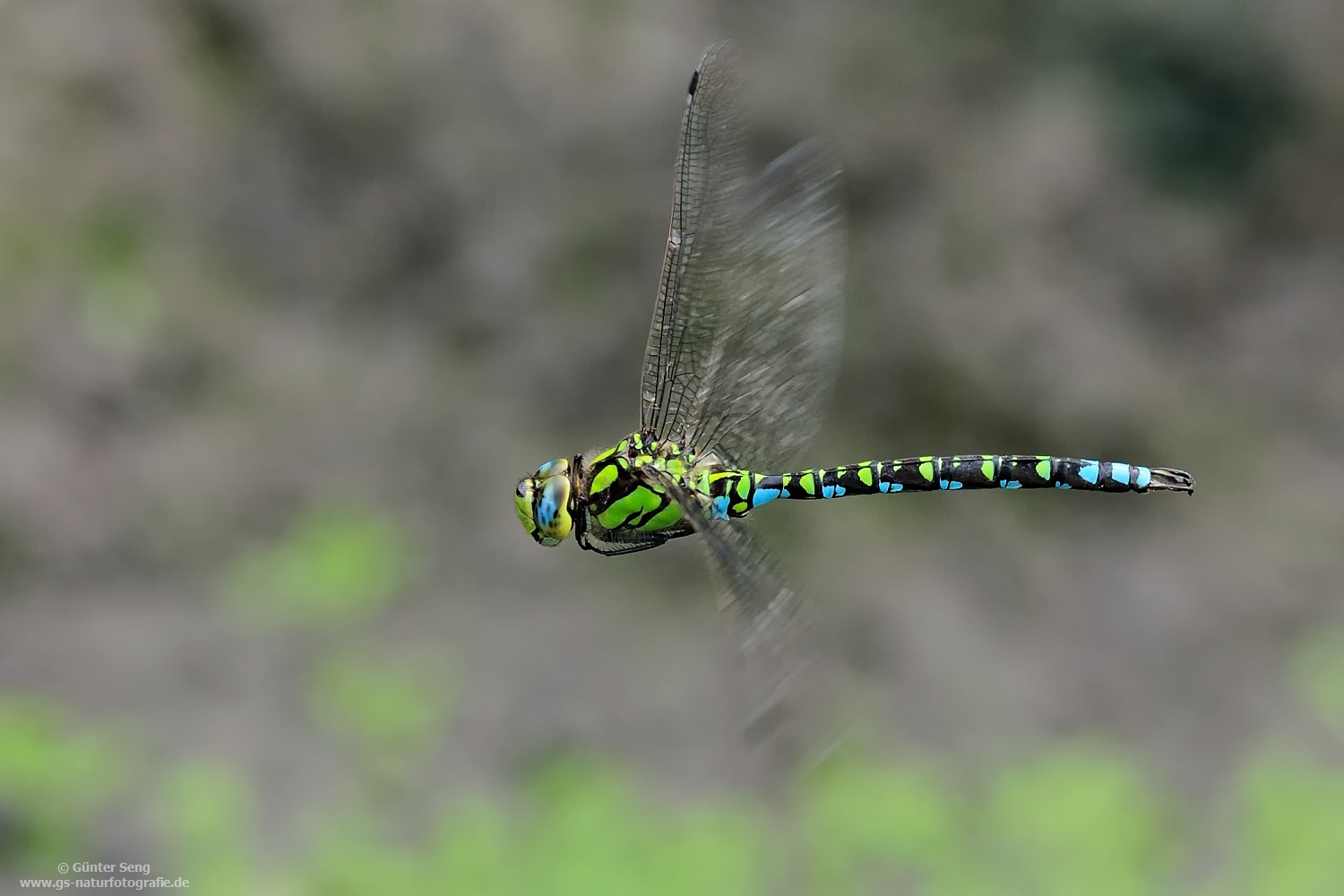 Aeshna cyanea...