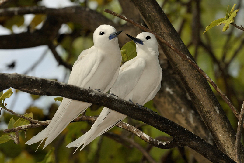 Feenseeschwalben (Gygis alba candida)