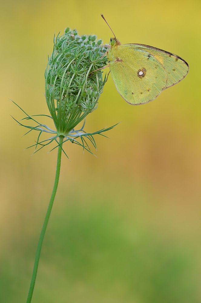 Colias crocea