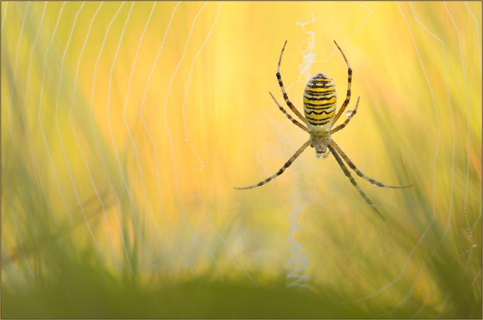 King of the meadow