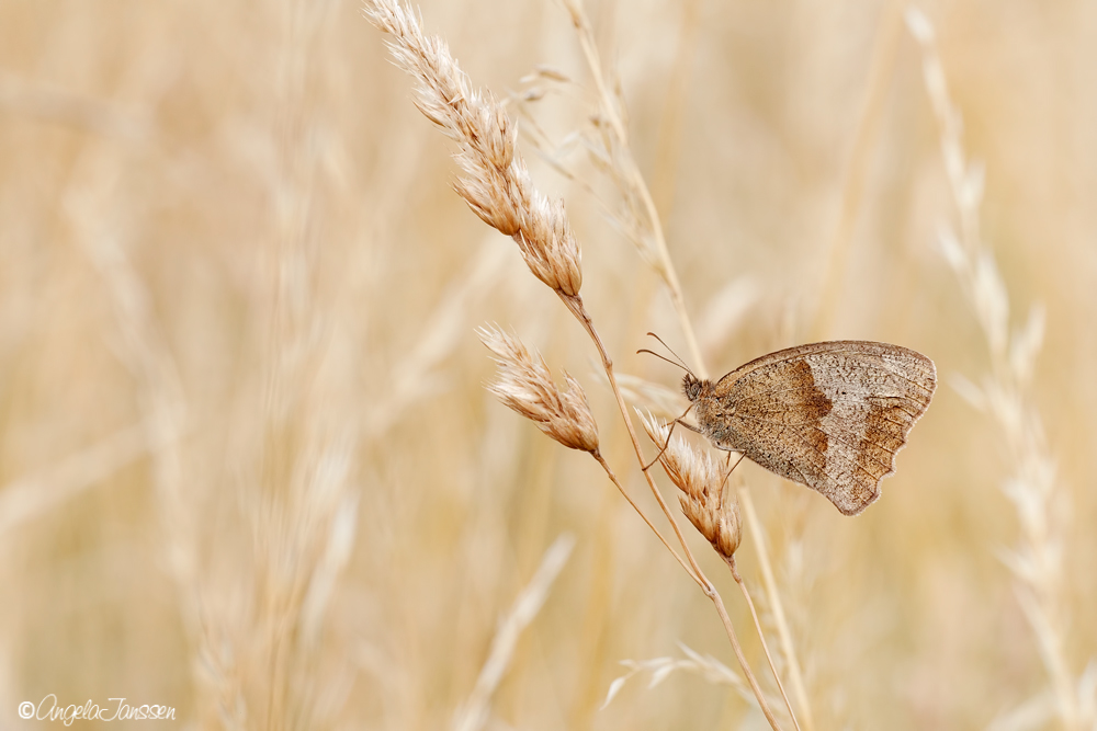 Tief im tockenen Gras