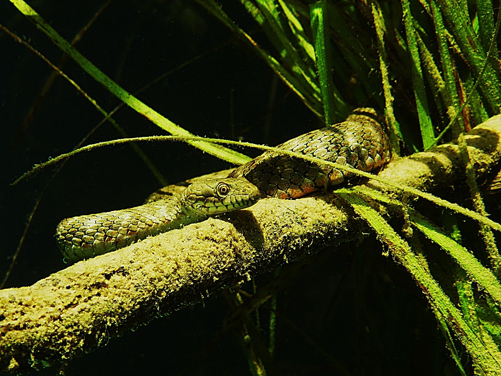 Würfelnatter unter Wasser