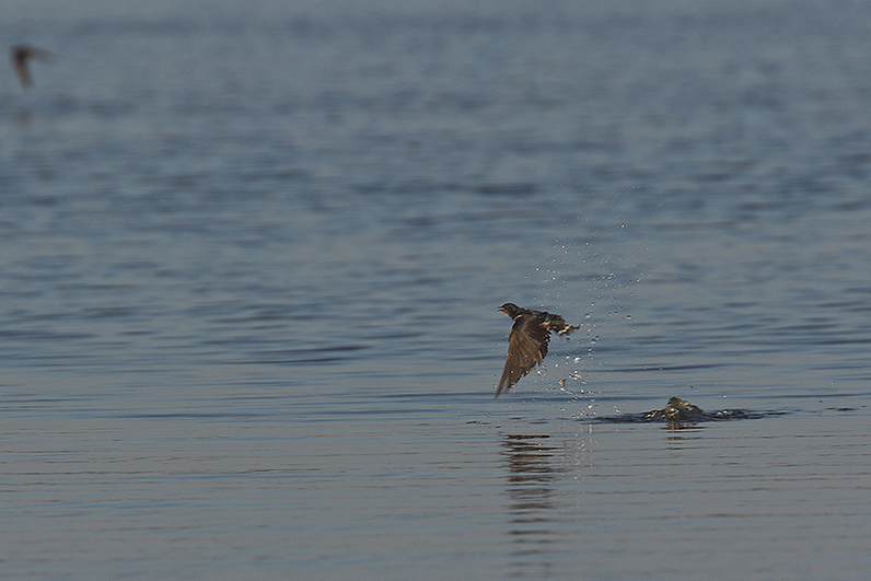 Baden im Flug