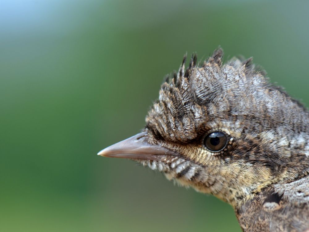 Wendehals (Jynx torquilla) Portrait