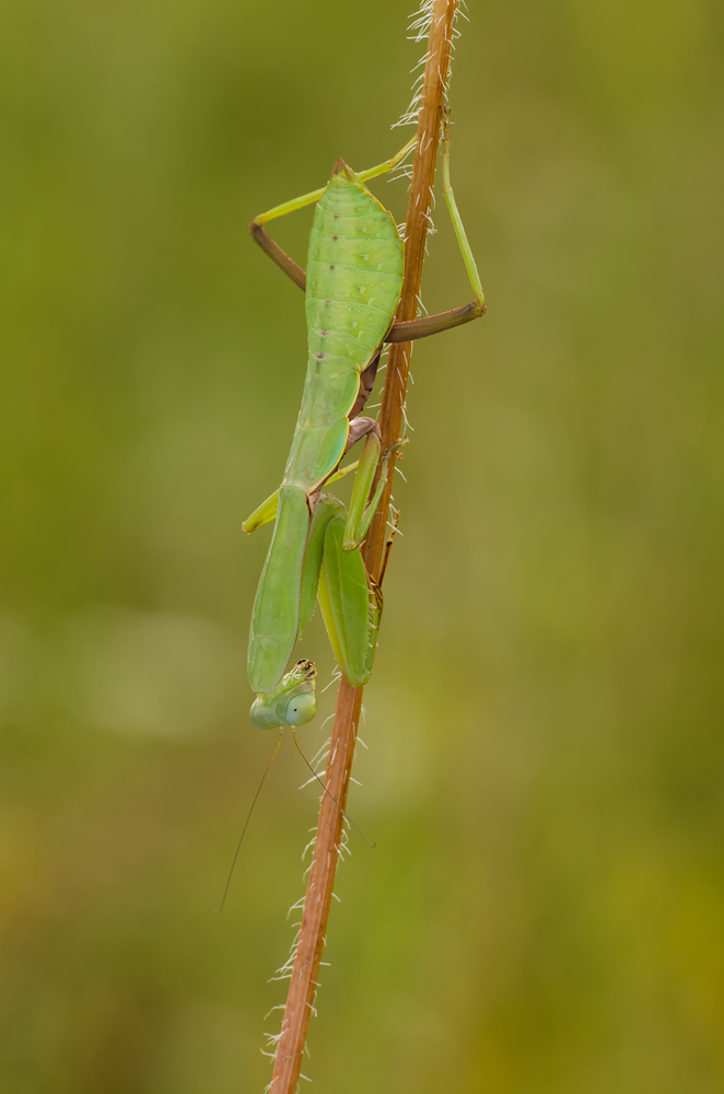 Mantis