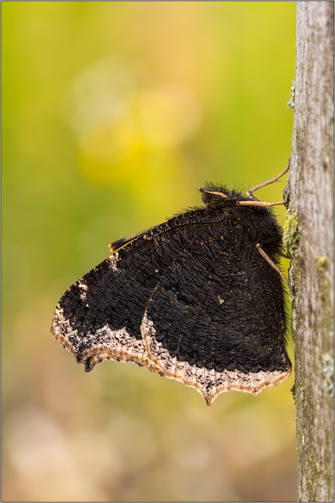 Trauermantel (Nymphalis antiopa)