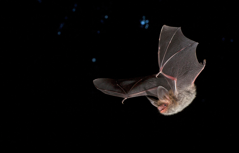 Bechsteinfledermaus