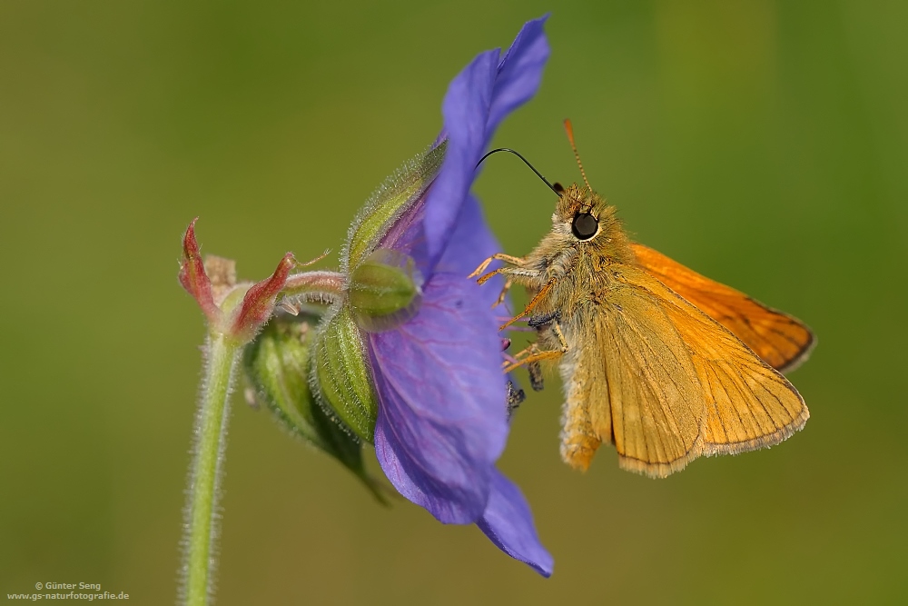 Braunkolbiger Dickkopffalter..Thymelicus sylvestris