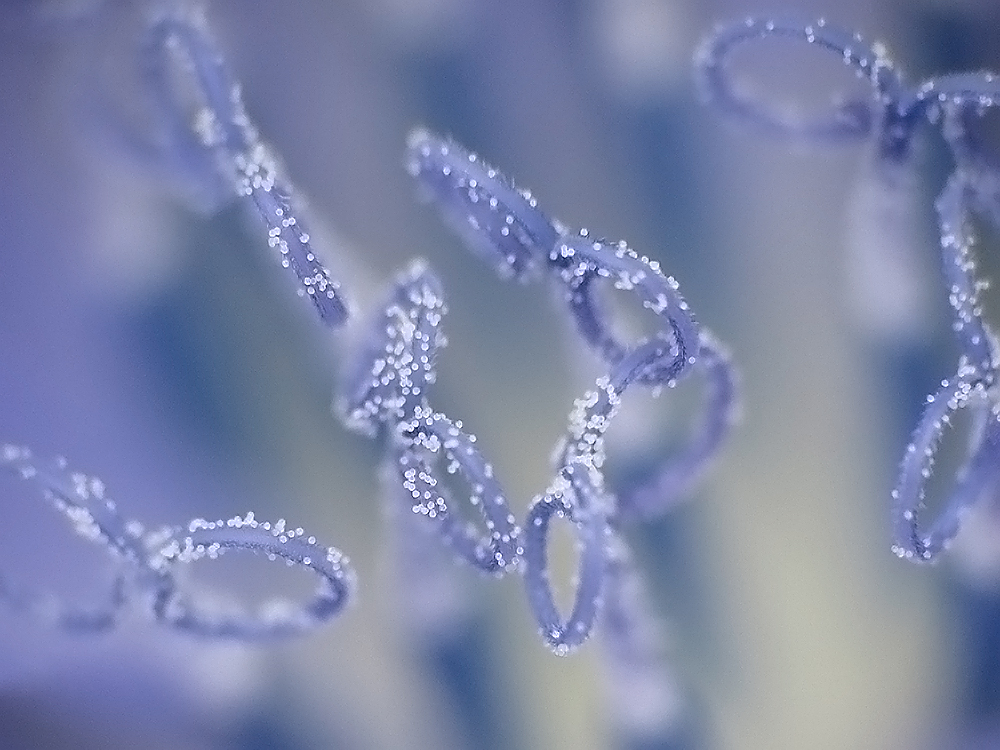 Blue Ribbons