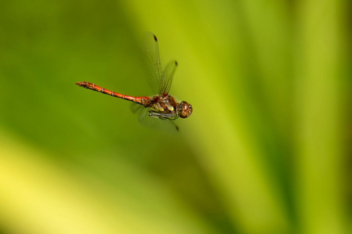 Wieder im Einzelflug....