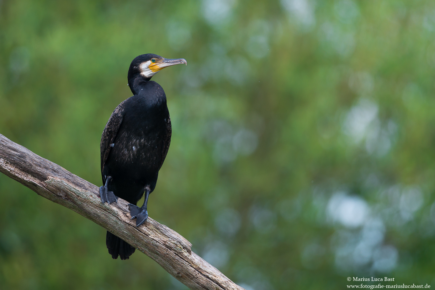 rKormoran (Phalacrocorax carbo)