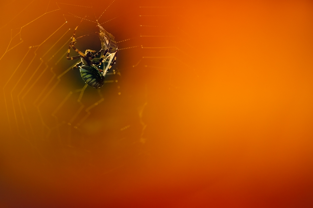 Jagd im Abendrot