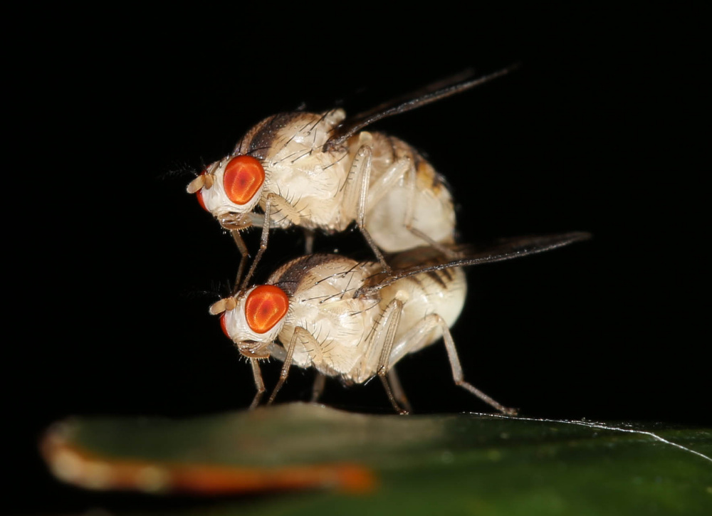 Paarende Fliegen im Regenwald von Mahé