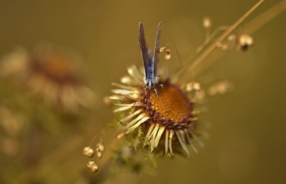 Blumenbukett