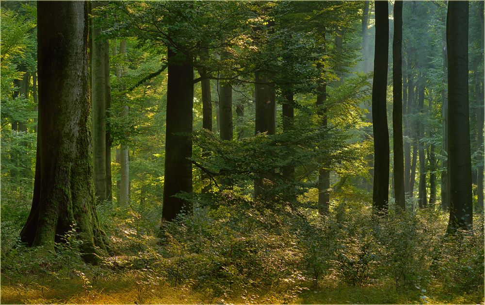 Unaufgeräumter Wald