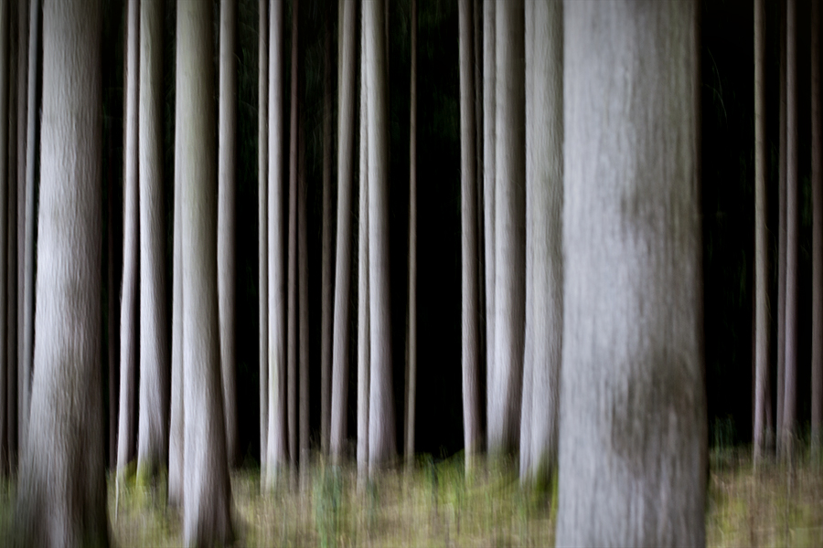 Tief im Wald