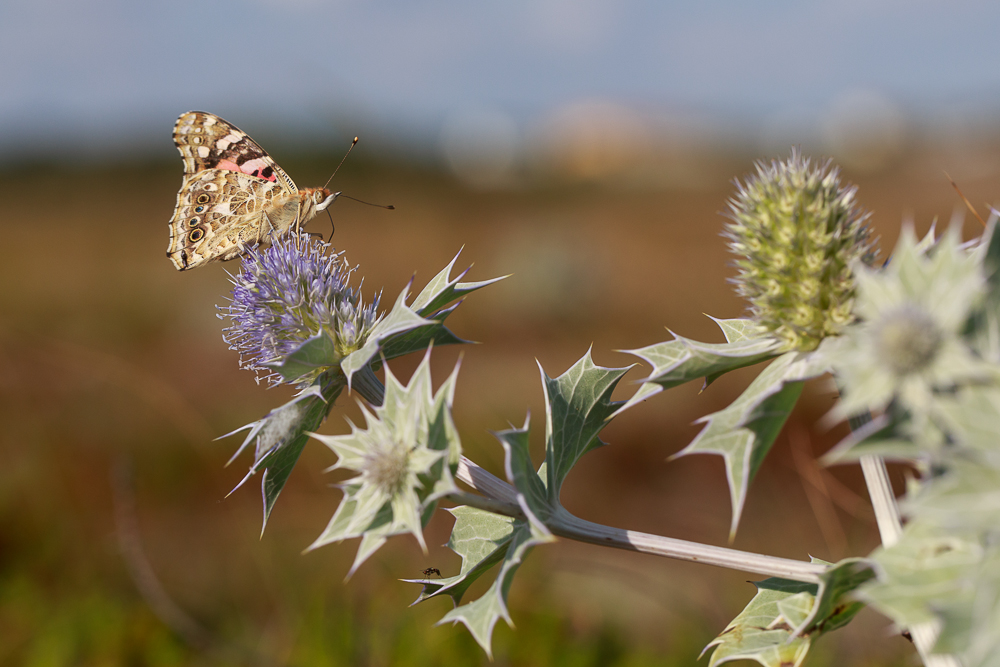 Distelfalter auf Stranddistel