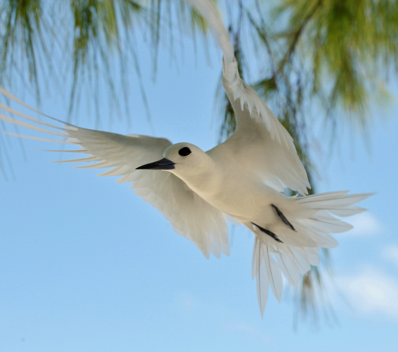 Feenseeschwalbe - White Tern - Gygis alba candida - wildlife