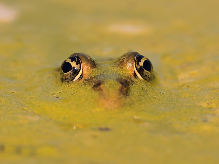 Teichfrosch (Pelophylax kl. esculentus)