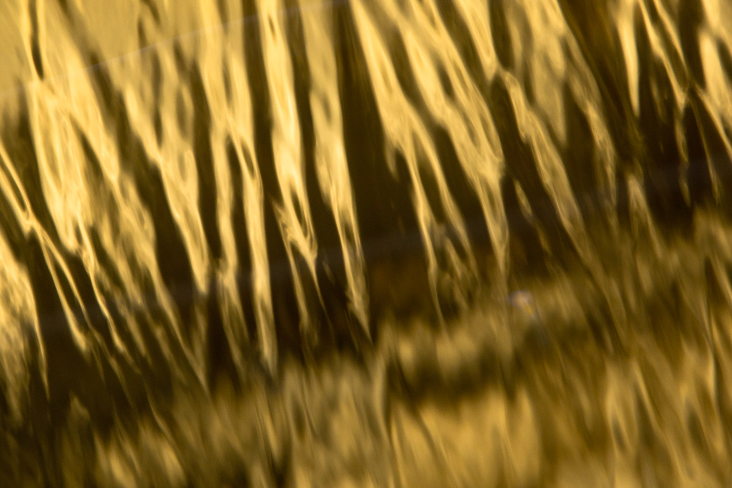 Goldwasser (Forum für Naturfotografen)