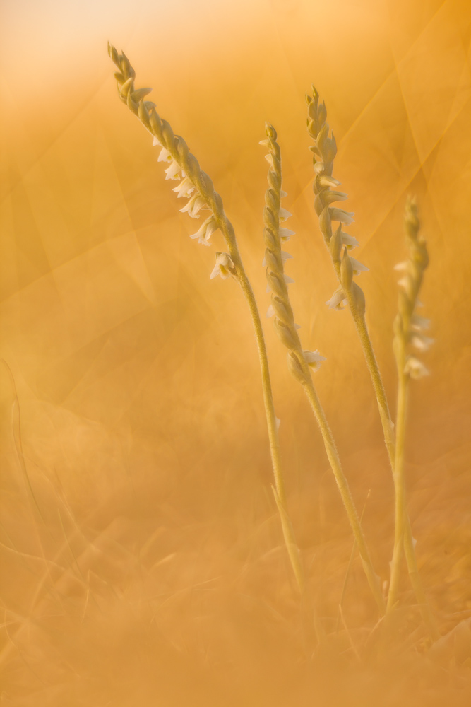 Spiranthes spiralis