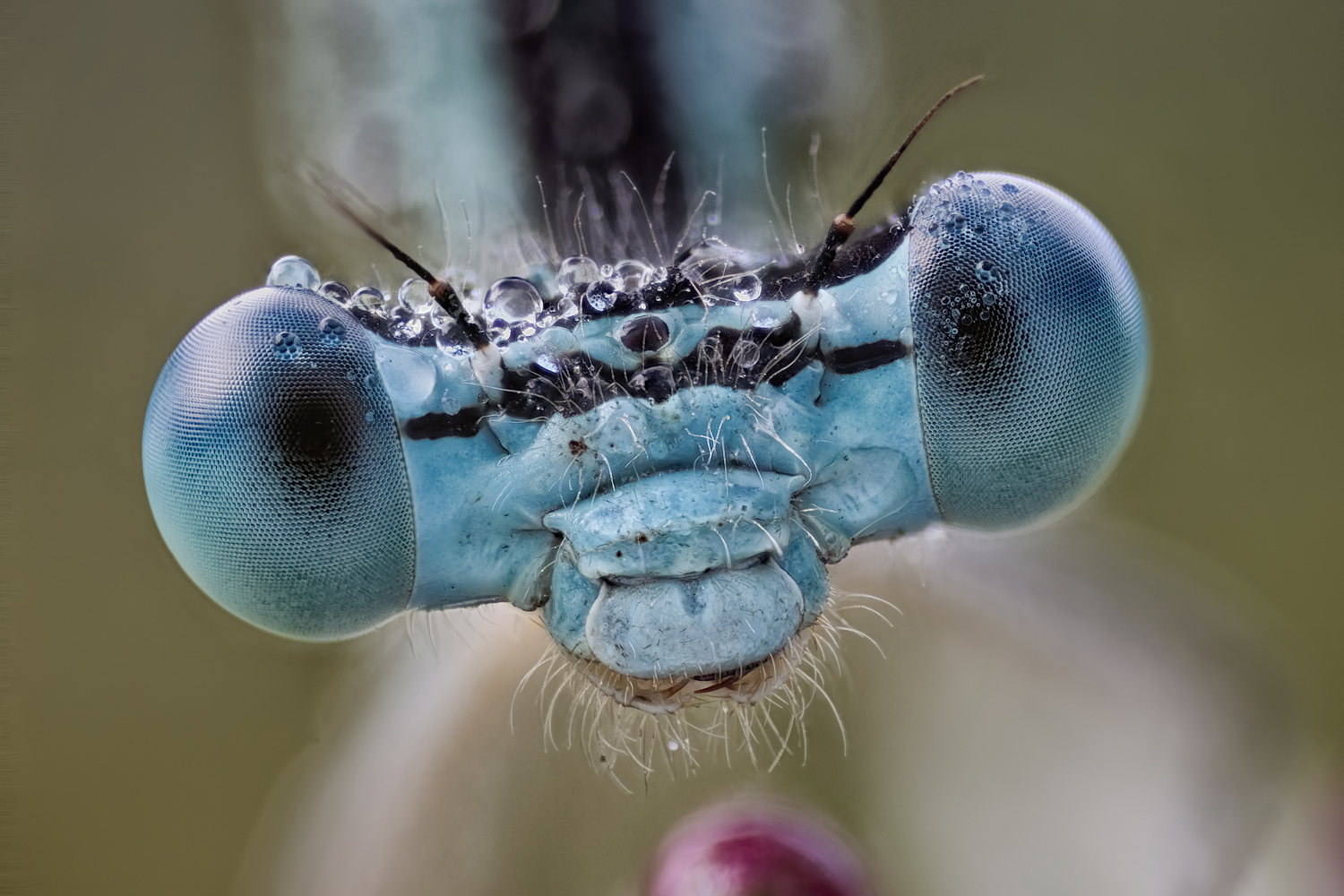 Federlibelle (Platycnemis pennipes)