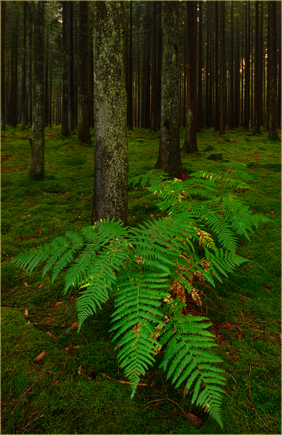 Farn im Fichtenwald