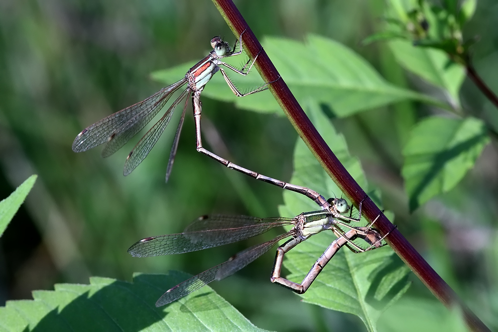 Südliche Binsenjungfer (Lestes barbarus)