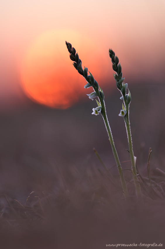 Im Abendlicht