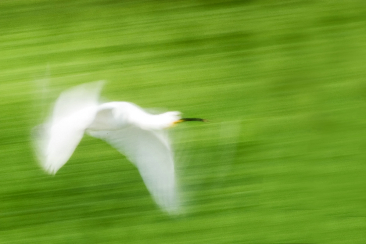 Löffler im Flug