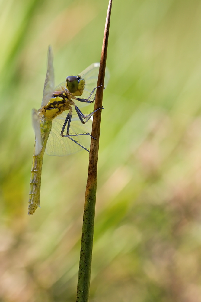 Frische Heidelibelle