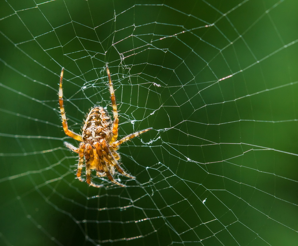 Gartenkreutzspinne