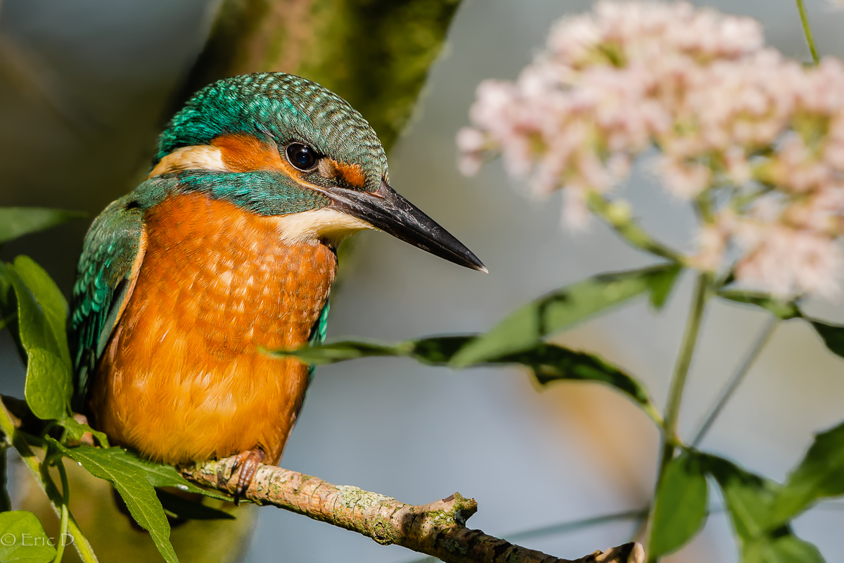 Sonne, Blumen und der Eisvogel