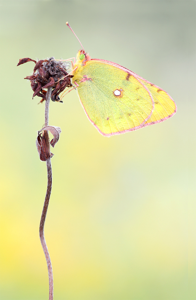 Colias