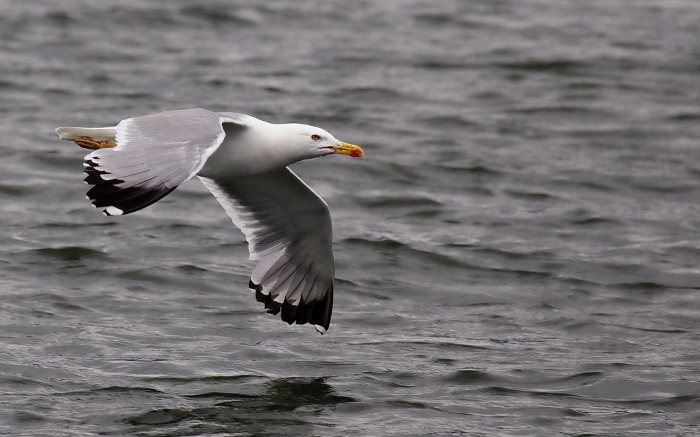 Möwe im Flug