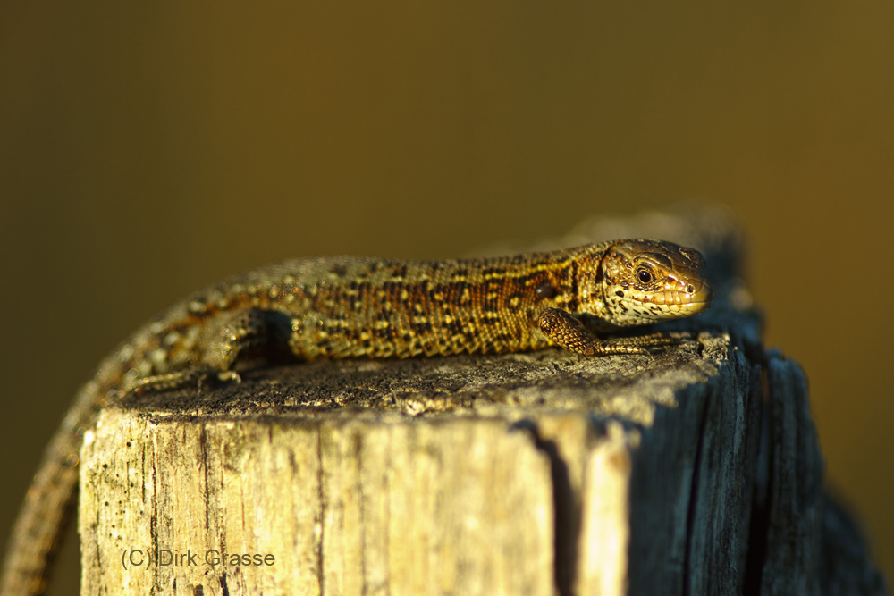 Mooreidechse - Zootoca vivipara