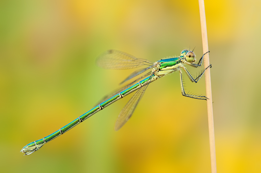 Small Emerald Damselfly