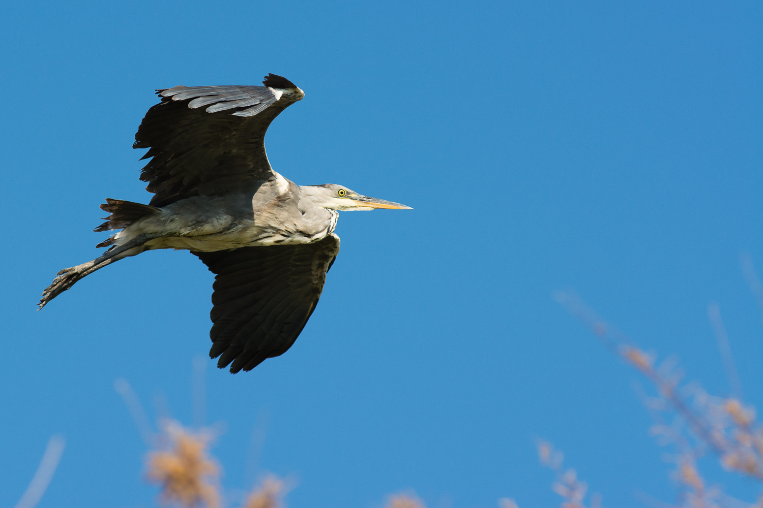 Graureiher im Flug