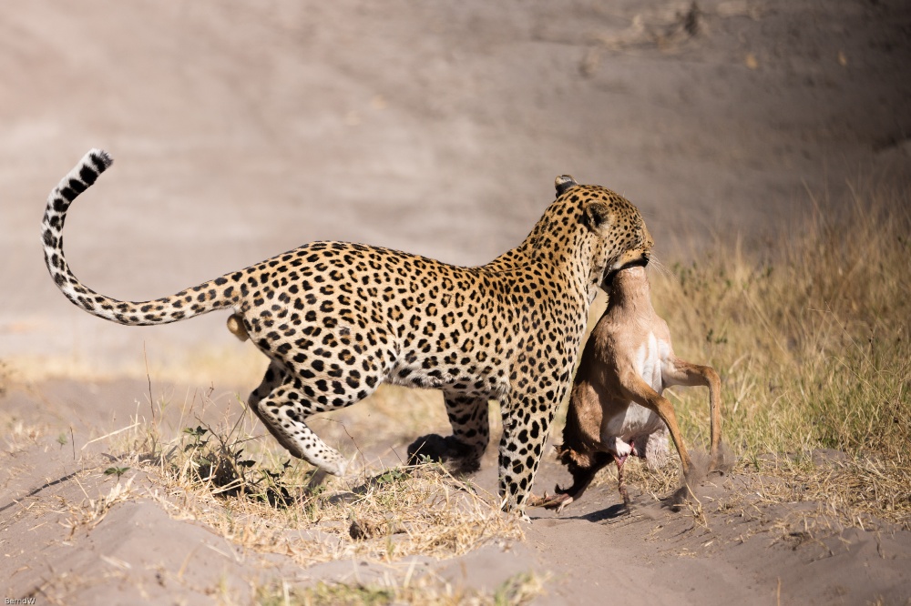 Leopard mit Steenbock