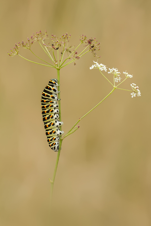 Papilio machaon