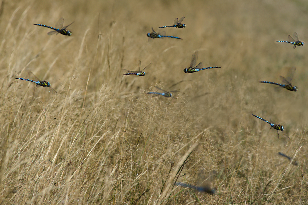 Massenflug