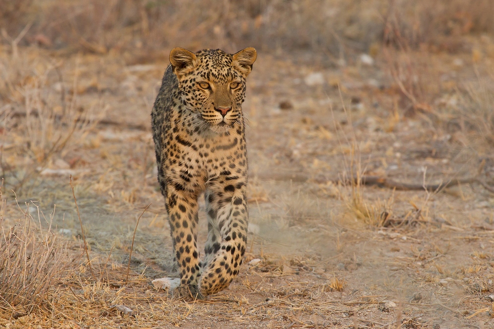 Leopard Namibia Forum Fur Naturfotografen