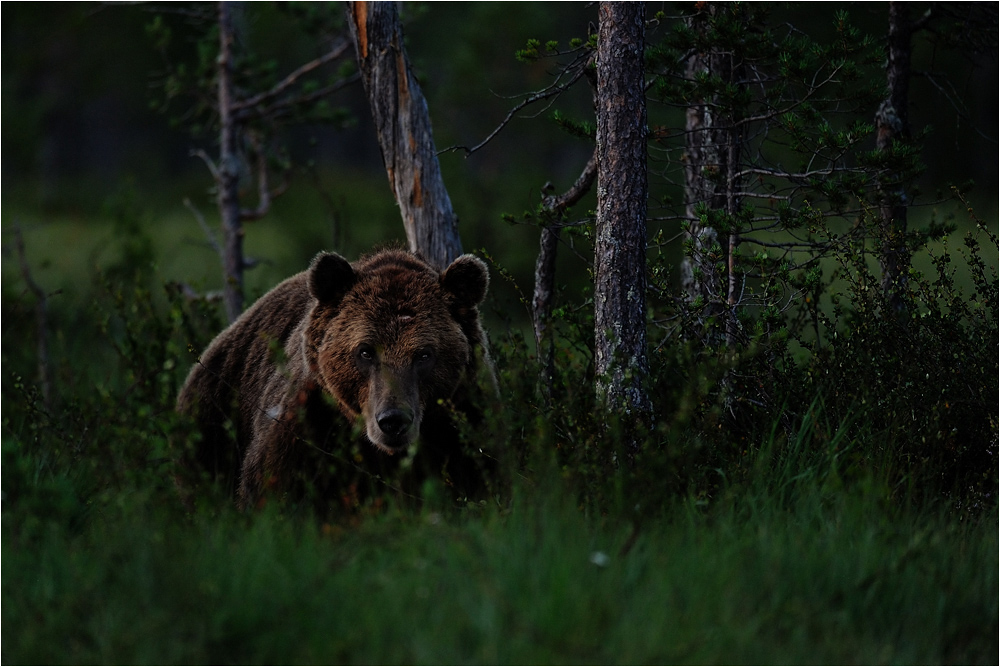 Borealer Brummer