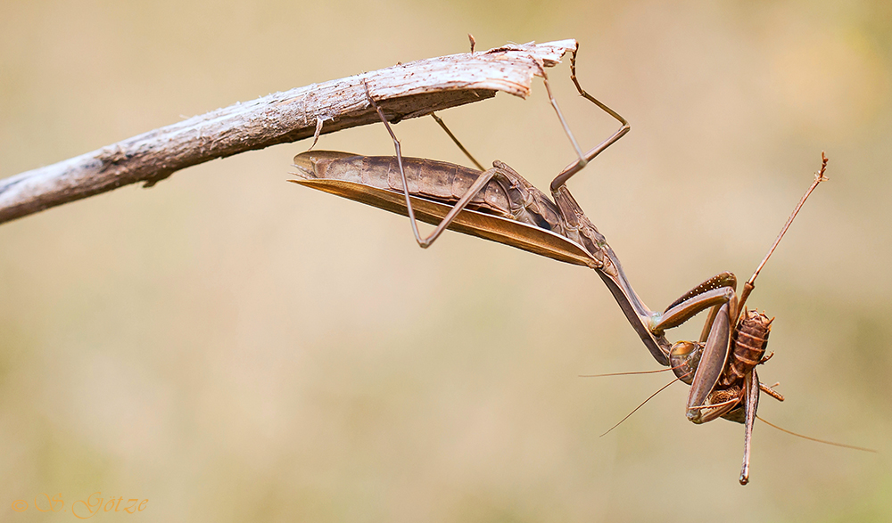 Mantis religiosa