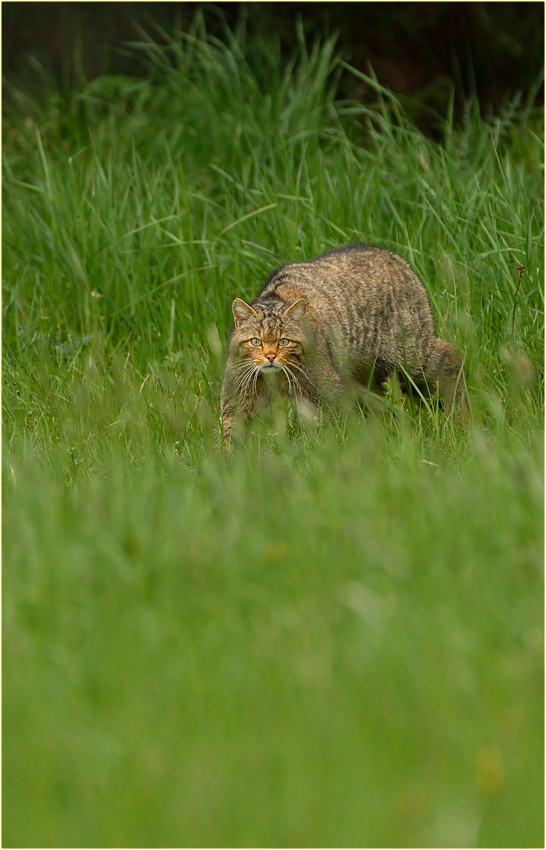 Wildkatzenbrummer